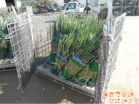 20111120 長ねぎ運搬コンテナ.jpg