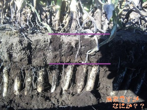 20120204 凍ってる.jpg
