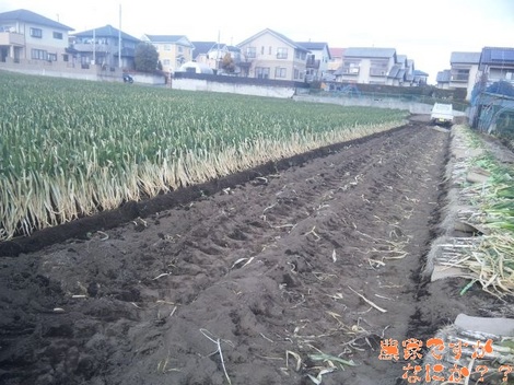 20120211 第12長ねぎ収穫.jpg