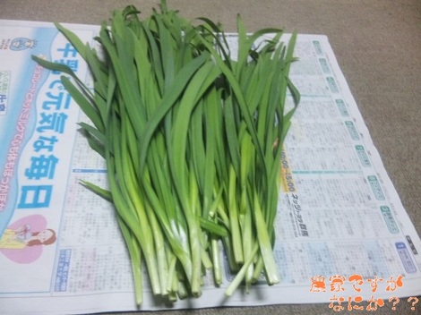 20120216 にら.jpg
