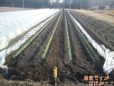 20120228 トンネルねぎ 消毒.jpg