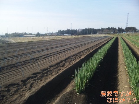20120413 長ねぎ播種.jpg