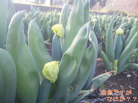 20120424 下仁田ネギ ねぎ坊主.jpg