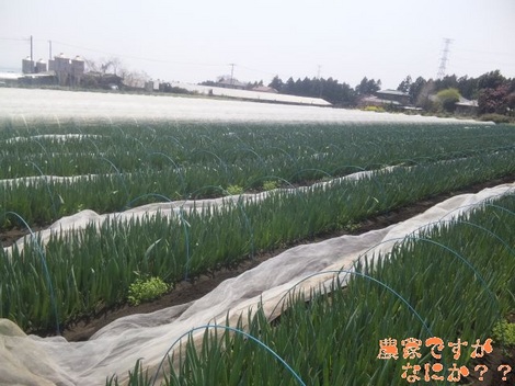 20120424 下仁田ネギ苗.jpg