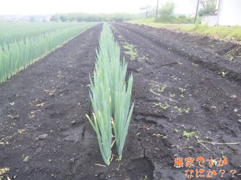 20120519 長ねぎの様子.jpg