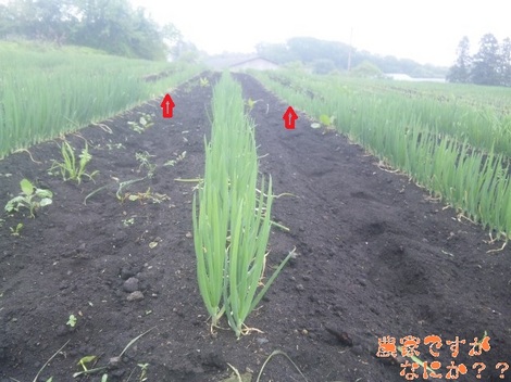 20120519 長ねぎの様子(法人).jpg