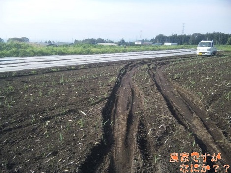 20120618 苗取り.jpg