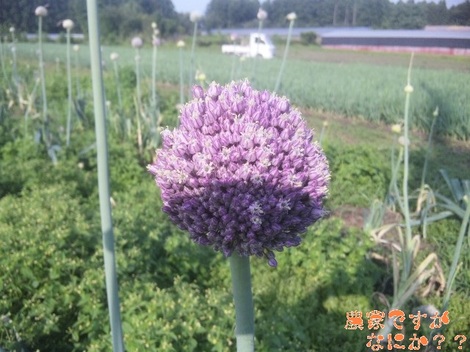 20120624 リーキ花.jpg