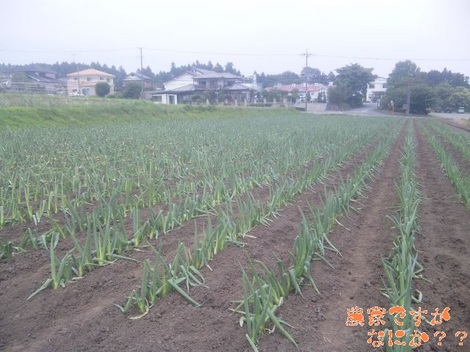 20120629 下仁田ネギ定植.jpg