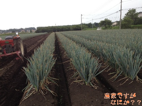20120910 長ねぎ収穫.jpg