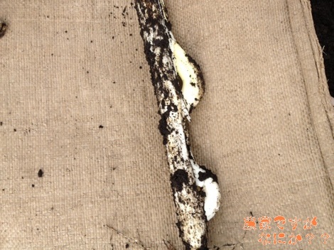 20120925 白絹2.jpg