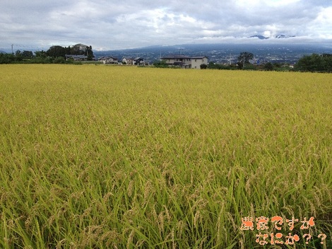 20120929 稲刈り.jpg