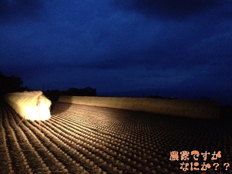 20120929 稲刈り3.jpg