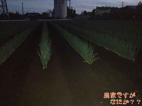 20121008 長ねぎ第11 土寄せ.jpg