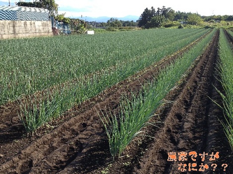 20121008 長ねぎ第12 中耕.jpg
