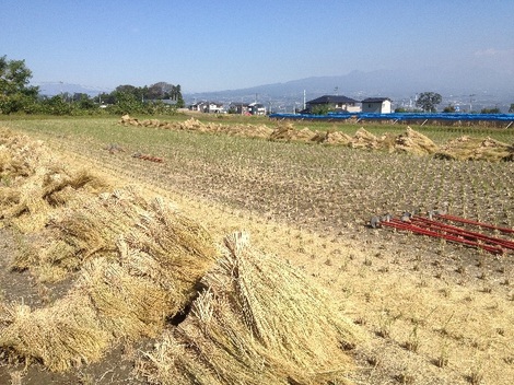 20121016 脱穀終了.jpg