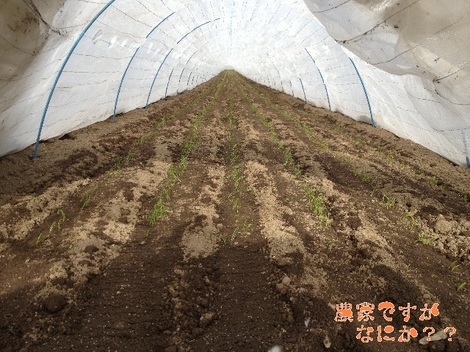 20121202発芽.jpg