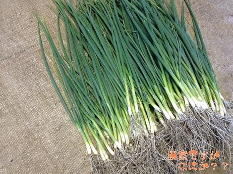 20121226選別.jpg