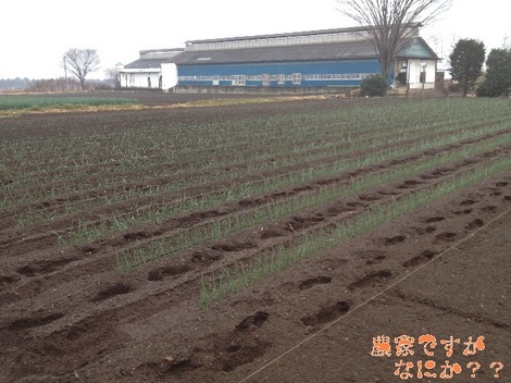 20121230定植.jpg