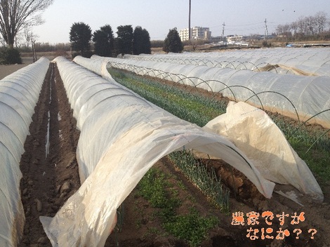 20130307トンネルねぎ.jpg