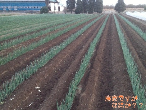 20130317土寄せ.jpg