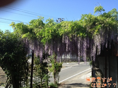 20130517藤3.jpg