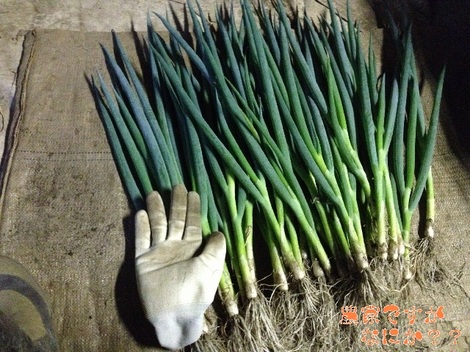 20130531ネギ苗1.jpg