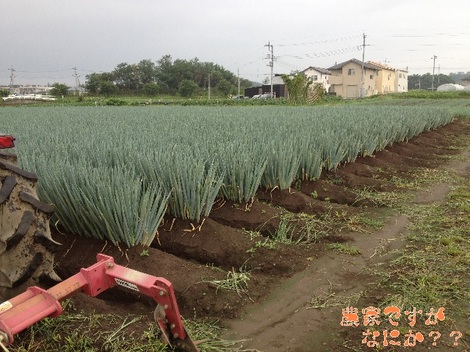 20130627トンネルねぎ収穫.jpg