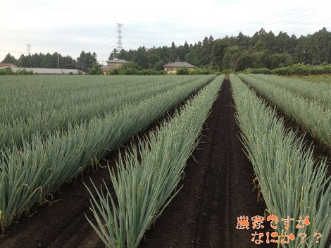 20130728第2土寄せ前.jpg