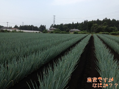 20130728第2土寄せ後.jpg