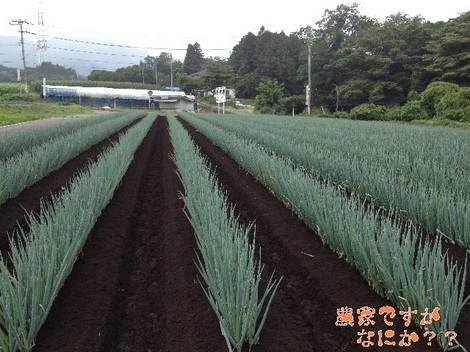 20130728第4土寄せ後.jpg