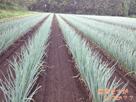 20130728第6土寄せ前.jpg