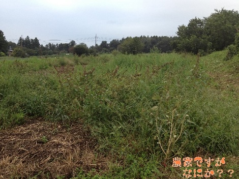 20130930畑.jpg
