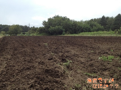 20130930畑2.jpg