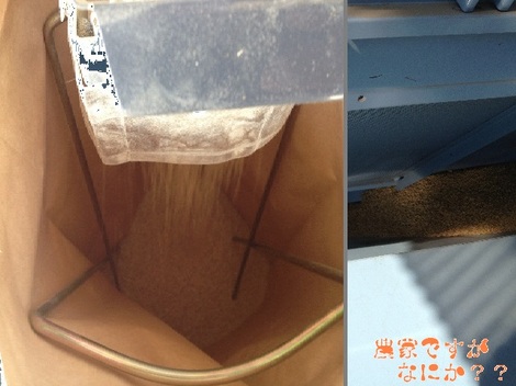 20131012籾摺り.jpg