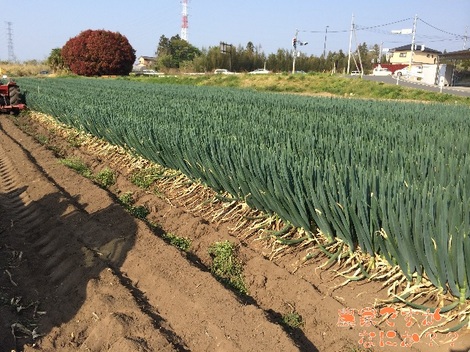 20140428長ねぎ収穫.jpg