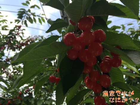 20140629さくらんぼ.jpg