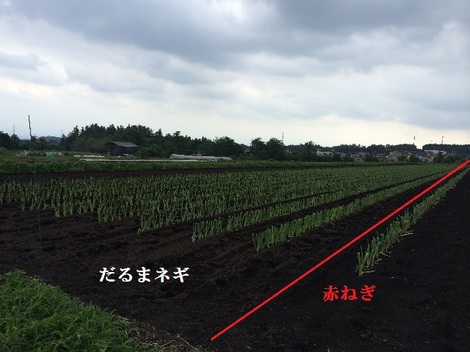 20140702赤ねぎ だるまネギ.jpg