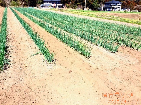 20150327ムラ.jpg