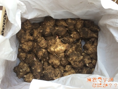 20150411菊芋.jpg