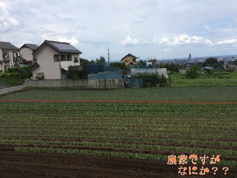 20150726長ねぎ定植.jpg