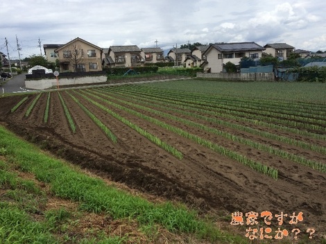 20150726長ねぎ定植2.jpg
