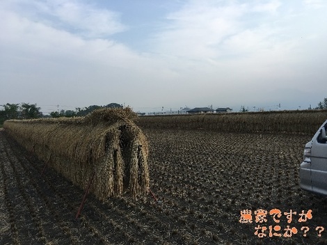 20151021脱穀開始前.jpg
