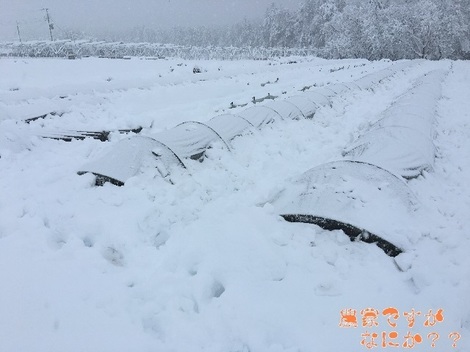 20160204雪.jpg