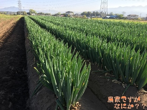 20160425長ねぎ収穫.jpg