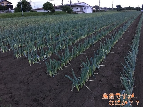 20160627下仁田ネギ.jpg