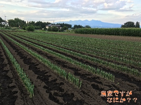 20160711長ねぎ定植.jpg