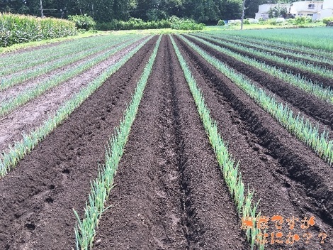 20160829長岡8-1.jpg