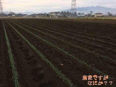 20161229トンネルねぎ定植.jpg