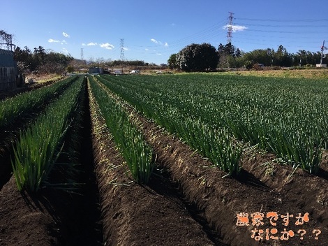 20161231土寄せ.jpg